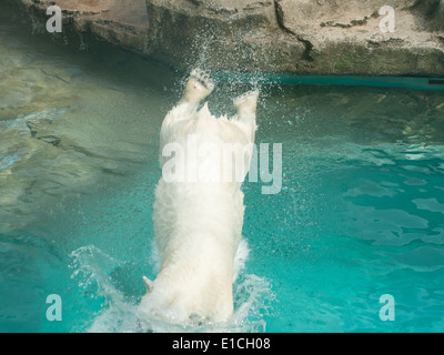 Anana, residente orso polare (Ursus maritimus) di Lincoln Park Zoo di Chicago, Illinois, immersioni in acqua in una giornata calda. Foto Stock