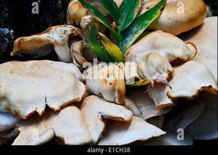 Un vicino l immagine di un gruppo di funghi selvatici crescente nella foresta di Alberta in Canada Foto Stock