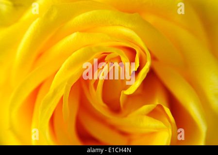 Un vicino l immagine di una rosa gialla blossom che mostra il dettaglio nelle pieghe dei petali Foto Stock