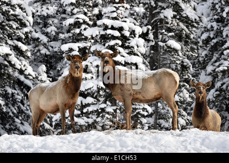 Tre wild elk femmina in piedi su una coperta di neve hill alert guardare avanti Foto Stock