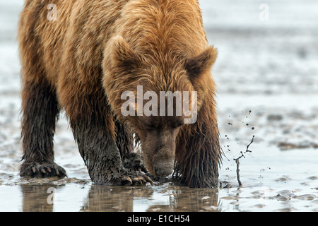 A Coastal Orso Bruno scavando cannolicchi sul tidal flats in Il Parco Nazionale del Lago Clark a bassa marea. Foto Stock