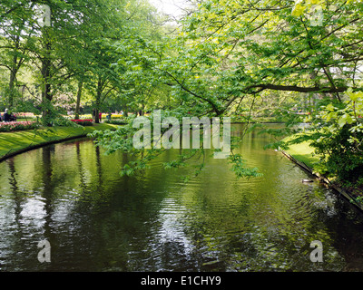 Alberi e streaming di giardino keukenhof olanda Foto Stock