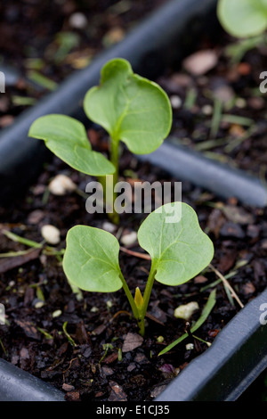 Foglia di sementi (cotiledone) Foto Stock