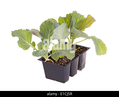 Un pacchetto di tre piantine di cavolo verde (Brassica oleracea) pronto per essere trapiantate in un giardino di casa Foto Stock