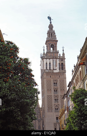 La torre Giralda della cattedrale e iconico alberi di arancio a Siviglia in Spagna in verticale Foto Stock