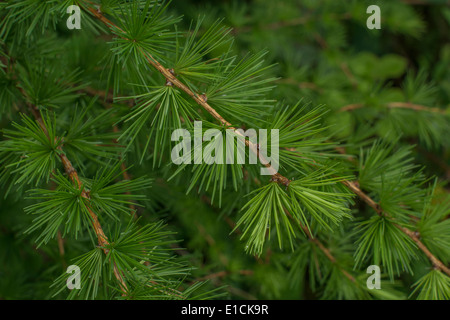 I picchi di foglia di larice (Larix sp.). Foto Stock