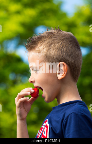 Giovane ragazzo caucasico mangiare fragola rossa all'aperto in una giornata di sole. Foto Stock