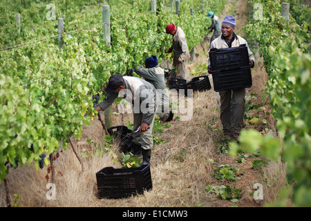 La raccolta di uve per un vino azienda agricola in Elgin Valley, Sud Africa Foto Stock