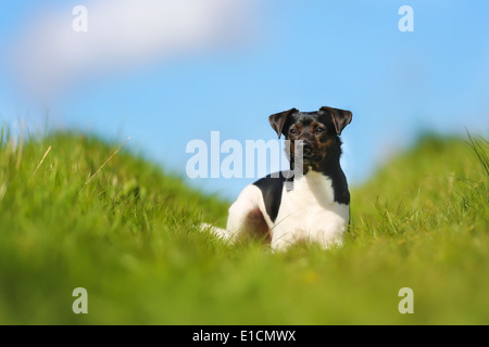 Colpo di cane di razza. Presi al di fuori su una soleggiata giornata estiva. Foto Stock