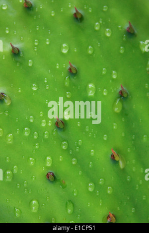 Foglia verde cactus gocce di pioggia gocce di rugiada caduta textured texture riflesso lucido reflexion closeup dettaglio sfondo dettagli Foto Stock