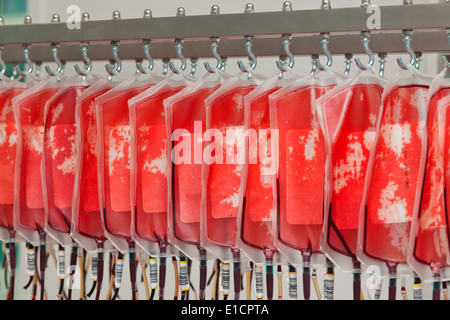 Dal sangue di donatori di sangue in sangue lab. La salute e il benessere degli animali. Foto Stock