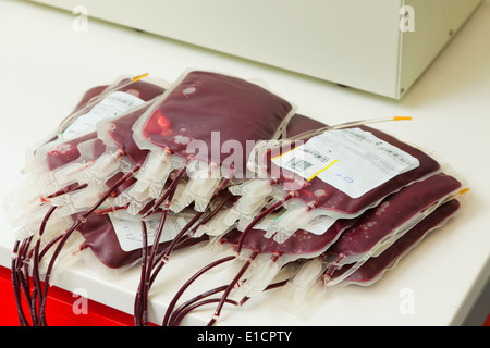 Dal sangue di donatori di sangue in sangue lab. La salute e il benessere degli animali. Foto Stock