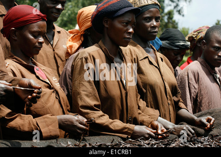 Ordinamento dei lavoratori di baccelli di vaniglia su un tavolo di lavorazione in Uganda Foto Stock