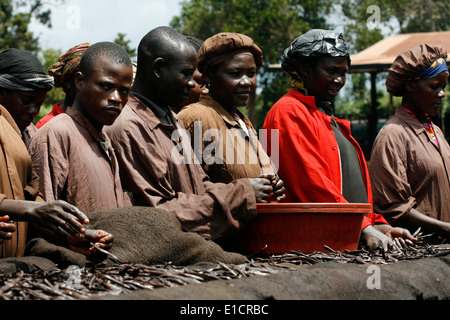 Ordinamento dei lavoratori di baccelli di vaniglia su una tabella di elaborazione, Uganda Foto Stock