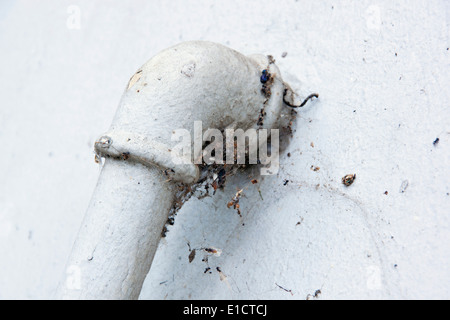 La sporcizia e la ragnatela coperta acqua pine sporgente dalla parete blu Foto Stock