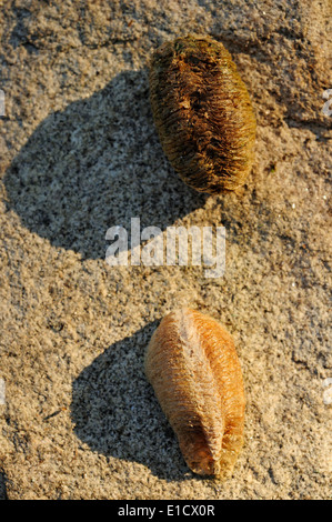 Mantide religiosa (mantide religiosa) caso di uovo. Foto Stock