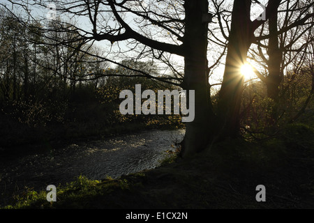 Regolazione del sole brilla attraverso la sagoma scura di alberi sulle rive del fiume Calder, Cromwell fondo, Elland, Regno Unito Foto Stock