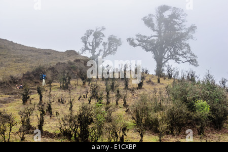 Paesaggio Sandakphu sul percorso di trekking attraverso nebbiose montagne dell'Himalaya, spazio di copia Foto Stock