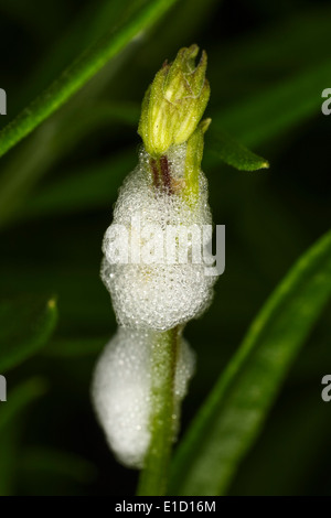 Il cuculo sputare le larve di insetti sulla lavanda gambo di fiore in giardino Foto Stock