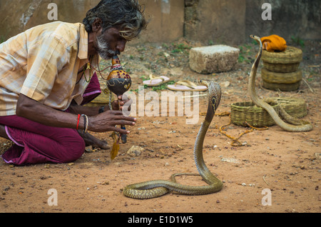 VARKALA, India - 9 gennaio: snake incantatore cobras incantevole in una strada di Varkala, India, il 9 gennaio 2014. Foto Stock