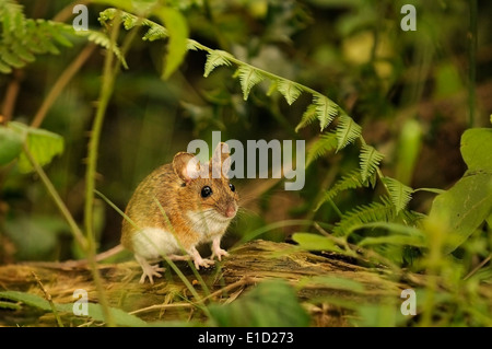 Ritratto orizzontale di legno mouse, Apodemus sylvaticus, su un ramo in una foresta. Foto Stock