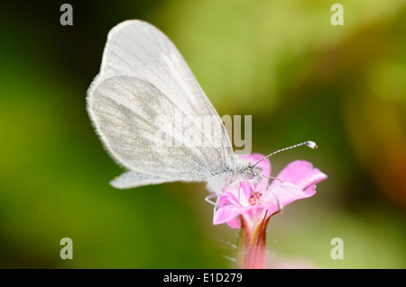 Ritratto orizzontale della farfalla bianca di legno, Leptidea sinapis. Alimentazione femminile su un fiore. Foto Stock