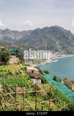 Alberi di limoni a Ravello Affacciato sulla Costiera Amalfitana, Italia Foto Stock