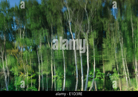 Paesaggio estivo con alberi (betulle) riflessione nel lago Foto Stock