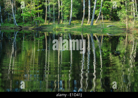 Paesaggio estivo con alberi (betulle) riflessione nel lago Foto Stock