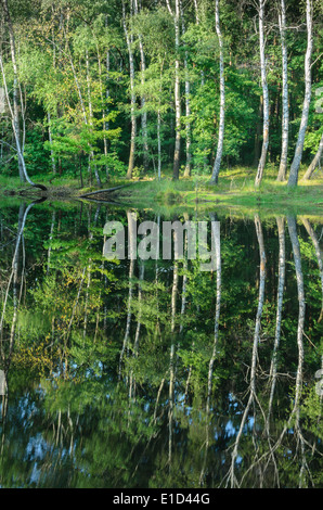 Paesaggio estivo con alberi (betulle) riflessione nel lago Foto Stock