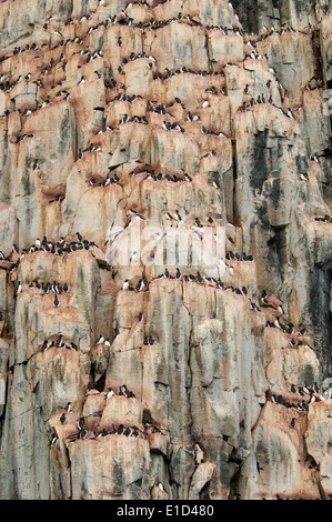 Thick-fatturati Murres, Brunnich's Guillemots, nesting su una ripida scogliera, sito vicino alle Isole Svalbard in Norvegia. Foto Stock