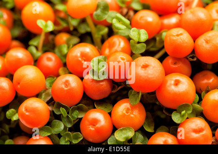 Immagine ravvicinata di un cordone di corallo impianto (Nertera granadensis var astrid) Foto Stock