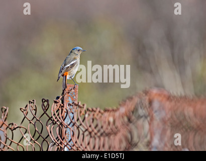 Bianco-throated, Redstart Phoenicurus schisticeps, bird arroccato su una recinzione Foto Stock
