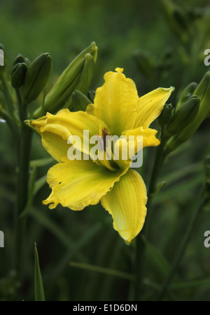 Hemerocallis " verde " di flutter close up di fiore Foto Stock