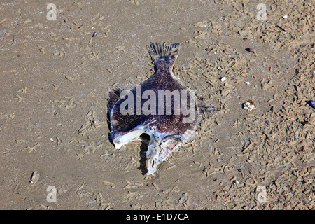 Piccolo halibut lavato fino a Long Beach. La testa è stato mangiato da predatori Foto Stock