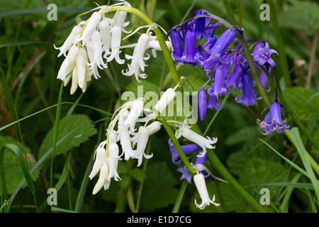 Standard blu e bianco rare forme del Regno Unito bluebell nativo, Hyacinthoides non scriptus, in una siepe di Plymouth Foto Stock