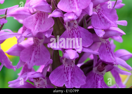 In prossimità della testa di fiori del sud della palude, orchidea Dactylorhiza Praetermissa, nella prateria in Plymouth Foto Stock