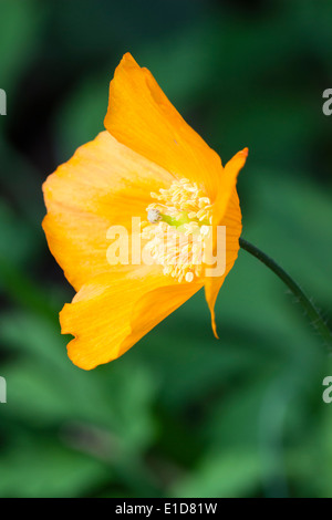 Fiore di colore arancione forma unica di Welsh papavero, Papaver cambricum var. aurantiaca Foto Stock