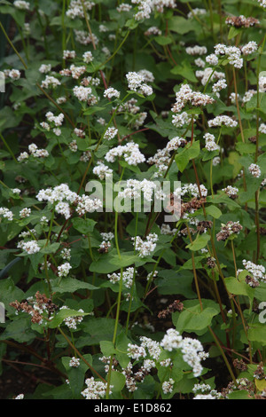 Fagopyrum esculentum pianta di grano saraceno in fower Foto Stock
