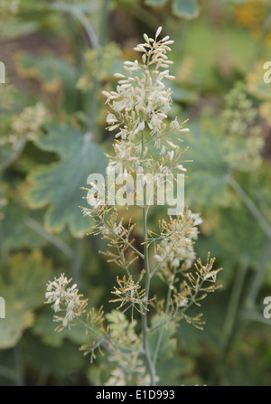Macleaya cordata di papavero pennacchio close up di fiore Foto Stock