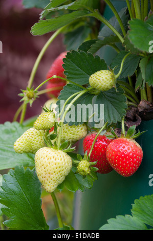 Close up di un mazzetto di fragole, alcuni mature, altri ancora verde. Foto Stock