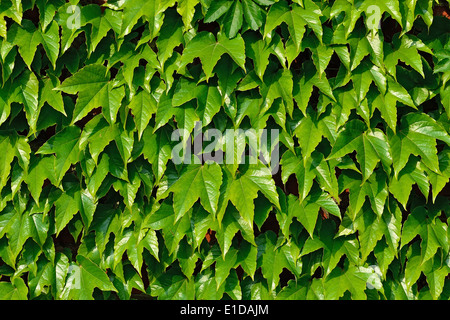 Ivy climbing (Hedera helix) sulla parete della Cattedrale di Koenigsberg Foto Stock