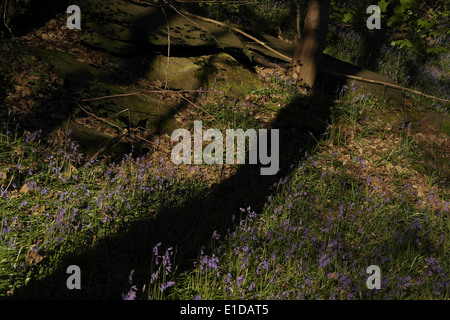 Tronco di albero ombra attraversamento bluebells soleggiata radura, verso la pietra di muschio, Freeman's legno, Brookfoot, Brighouse, Regno Unito Foto Stock