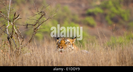 Tigre maschio posa in erba lunga, basso e parzialmente nascosti, bandhavgarh national park, Madhya Pradesh, India, Asia Foto Stock