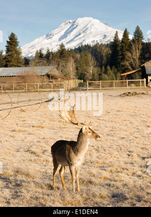 Un giovane maschio Elk Buck rimane vicino a impegnarsi con il fotografo Foto Stock