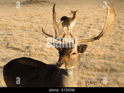 Un giovane maschio Elk Buck rimane vicino a impegnarsi con il fotografo Foto Stock