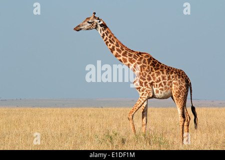 Masai giraffe (Giraffa camelopardalis tippelskirchi), il Masai Mara riserva nazionale, Kenya Foto Stock