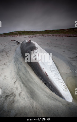 Un bambino femmina di Minke Whale (Balaenoptera acutorostrata) morto su una spiaggia Balranald. Nord Usit, Ebridi Esterne, Scotland, Regno Unito Foto Stock