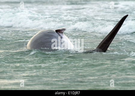 Un bambino femmina di Minke Whale Balaenoptera acutorostrata lotta per sopravvivere in acque poco profonde off North Uist, Scozia. Foto Stock