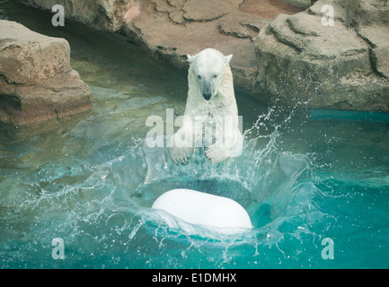 Anana, residente orso polare (Ursus maritimus) del Lincoln Park Zoo di Chicago, Illinois, gioca in acqua su un giorno d'estate. Foto Stock